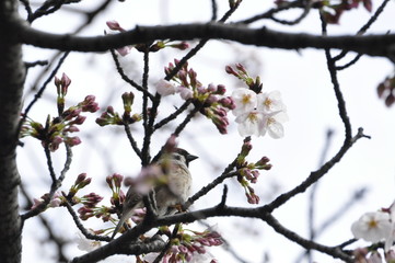 安城公園 咲き始めのさくらの枝にとまるスズメたち