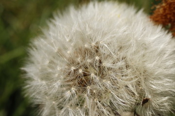 Pusteblume, Natur, Makro, Nahaufnahme, Frühling, weiß, braun, grün