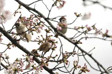 安城公園 咲き始めのさくらの枝にとまるスズメたち