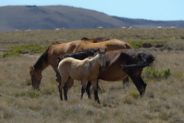 Landscape pictures with horses in Patagonia, Argentina