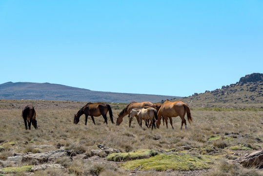 Landscape pictures with horses in Patagonia, Argentina