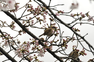 安城公園 咲き始めのさくらの枝にとまるスズメたち