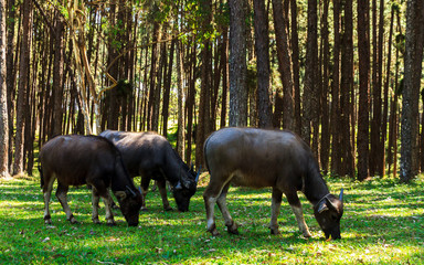 Buffalo eating grass in wildlife, Thailand.