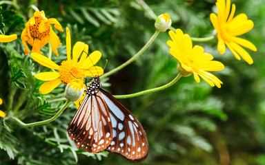 Butterfly on a flower.
