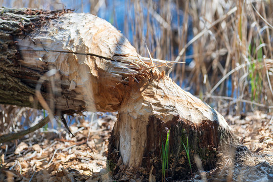 Detailaufnahme eines von einem Biber gef&auml;llten Baumes