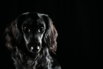Black dog shining in dark room