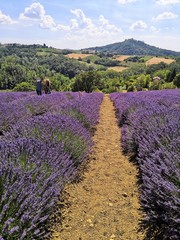 lavender fields in the hills in Italy