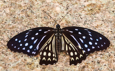 Obraz na płótnie Canvas Monarch butterfly in the species Nymphalidae