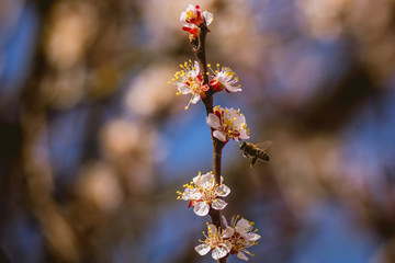 bee diligently works pollinating blooming apricot flowers in spring