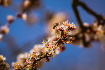 bee diligently works pollinating blooming apricot flowers in spring