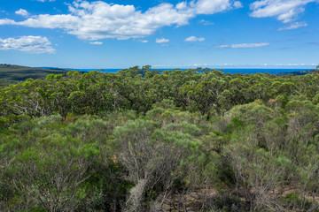 Aerial view of forest and ocean