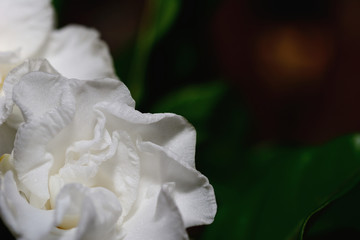White gardenia flower plants in the coffee family.