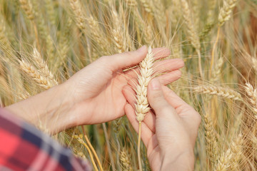 Fototapeta na wymiar barley on hand farmers