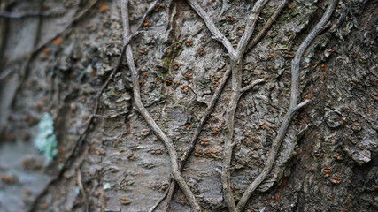 Mineral texture of rock. volcanic stone, hardened lava. volcano eruption background. abstract geometric texture. natural rectilinear structures.