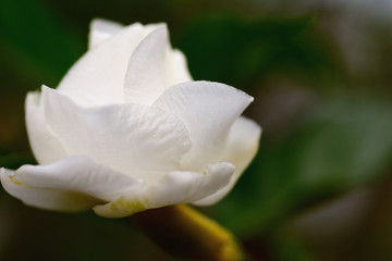 Obraz na płótnie Canvas White gardenia flower plants in the coffee family.