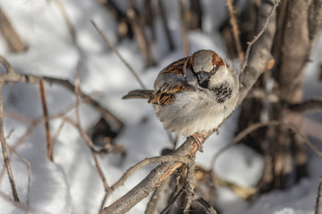 Fun gray and brown sparrow sits on a branch in the park in winter on a blurred gray background