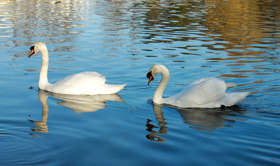 Two beautiful white swans in a park on a lake