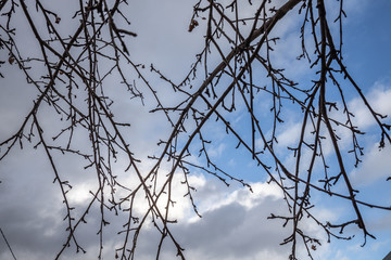 Branches of wild apple tree in the park in winter on a blue sky background