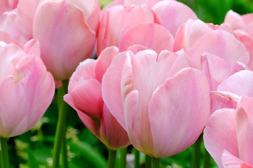 colorful tulip flower in garden