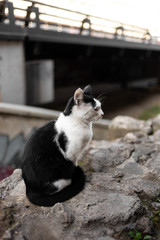 Young beautiful black and white street cat is sitting on a stone.