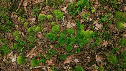 forest texture of green wild floor