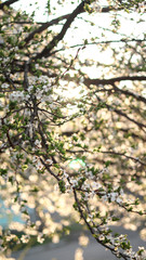 white cherry blossoms in nature