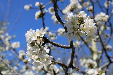Cerisier en fleur 