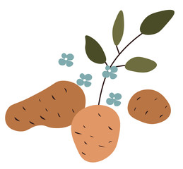 Raw potato plant with foliage, flowers and fruits