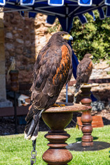 Raptor expo in Montblanc village on Tarragona, Catalonia, Spain.
