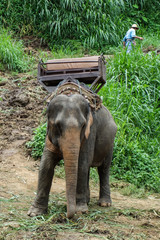 &eacute;l&eacute;phant dans un parc en thailande