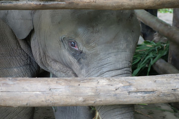 El&eacute;phant &agrave; l'air triste en Tha&iuml;lande