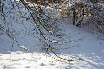 Śnieg na gałązkach © Heroc