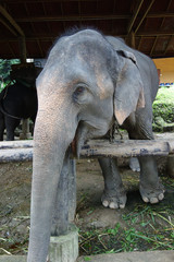 Naklejka premium Elephant thailandais