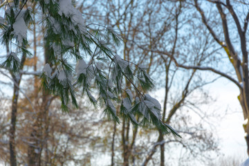 Śnieg na gałązkach © Heroc