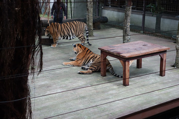 Tiger temple thailande