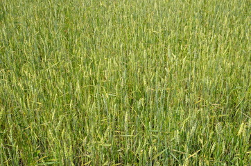 Wheat Matures in the field