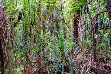 Forest at Kauri reserve in New Zealand.