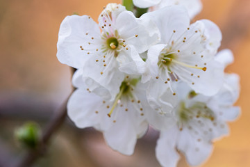 Fototapeta premium fresh plum blossoms in spring