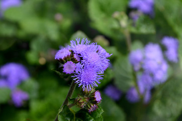 Ageratum is a genus of plants of the Astrov family. The Latin name comes from the Greek. ageratos is ageless, as the plant retains its fresh appearance for a long time. close-up photos, quality image 