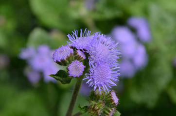 Ageratum is a genus of plants of the Astrov family. The Latin name comes from the Greek. ageratos is ageless, as the plant retains its fresh appearance for a long time. close-up photos, quality image 
