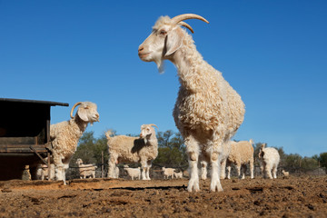 Angora goats in a paddock on a rural South African farm.