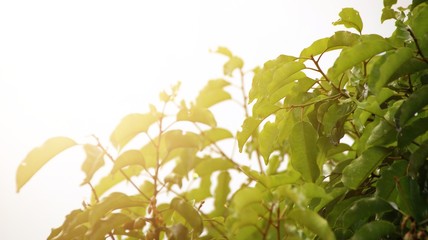 tree leaves or Gnetum gnemon wet after being exposed to rain in the morning, with selective focus, blurry background and sun light 