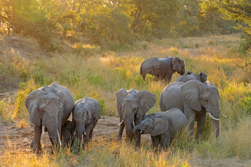 Herd of African elephants (Loxodonta africana) in late afternoon light, Kruger National Park, South...