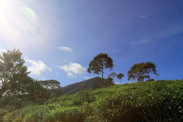 tea garden in the morning fresh, exposed to sunlight