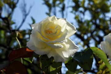 Rosa, la reina del jardín. Primer plano de una gran y hermosa rosa blanca y hermosa del jardín, en fondo natural y cielo azul.