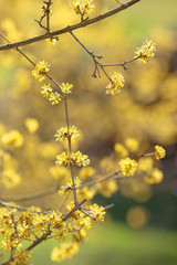 the early spring Cornelian cherry dogwood flower