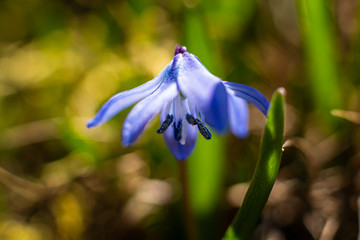 Siberian squill - a species of perennial belonging to the asparagus family.