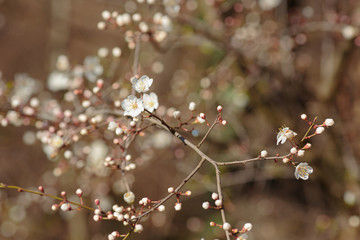 Blossoming branch with with flowers of cherry plum.