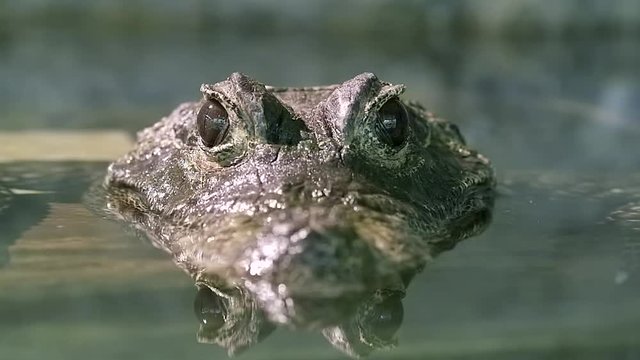 African Dwarf Crocodile Emerge From The River Closing And Opening Both Eyes - Closeup Shot