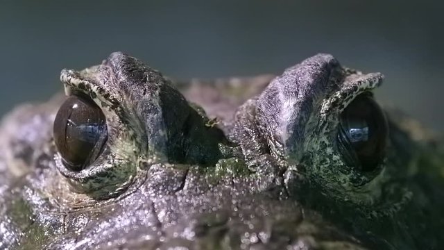 African Dwarf Crocodile Emerge From The Opening Both Eyes - Closeup Shot